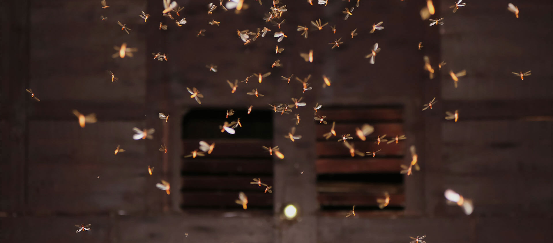 Pest Control, Exterminator and Bed Bug Treatment